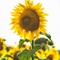Bloom Where You Are Planted Bloom Where You Are Planted
