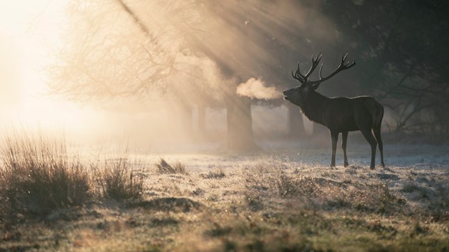 How to Breathe in the Season of Lent