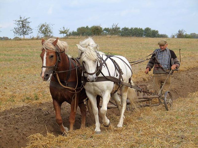 Horse and Plough