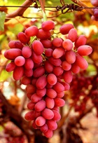 Grapes