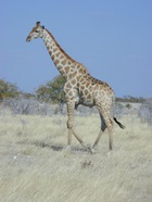 Giraffe