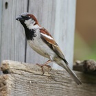 House Sparrow