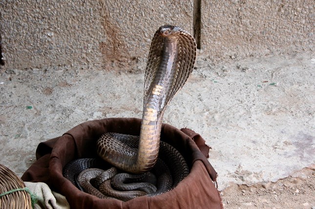 Indian Cobra