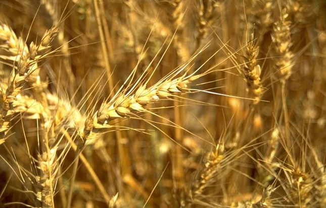 Wheat