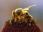 Bee Collecting Pollen