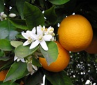 Orange Tree