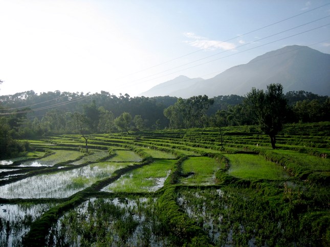 Rice Terrace