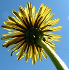 Dandelion