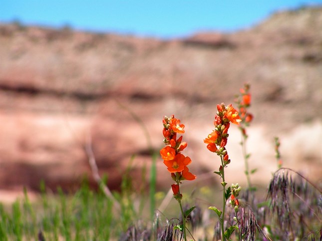 Hope in the Desert