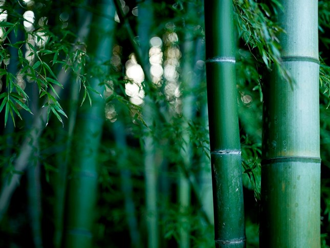 Bamboo Thicket