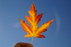 Autumn Maple Leaf