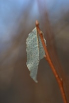 Last Leaf