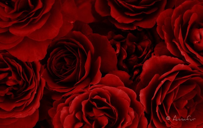 Red Roses