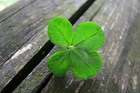 Four Leaf Clover 2