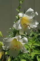 Easter Lilies