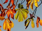 Autumn Leaves 2