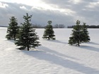 Christmas Trees