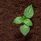 Spiritual Growth Spiritual Growth