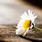 Making Sense of Suffering Making Sense of Suffering